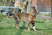 BENGAL_046