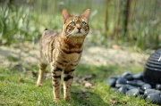 BENGAL_050