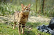 BENGAL_061