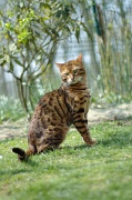 BENGAL_062