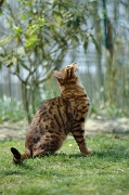 BENGAL_063