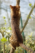 BENGAL_092