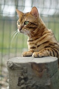 BENGAL_103