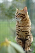 BENGAL_108