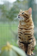 BENGAL_110